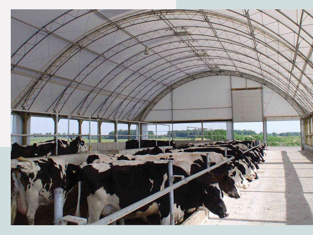 Тентовые коровники в Кызыле